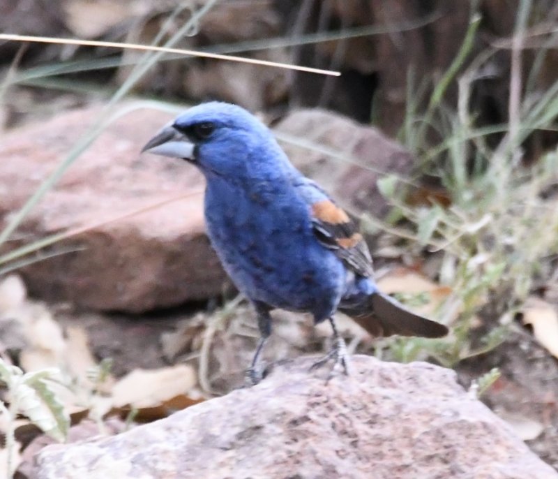 DSC_1326b.jpg