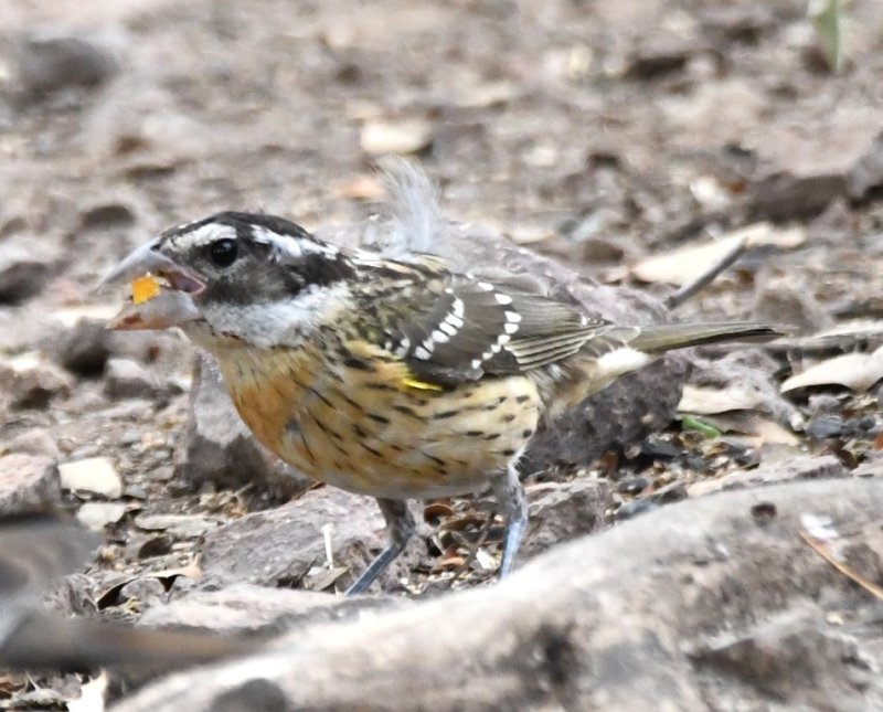 DSC_1346b.jpg
