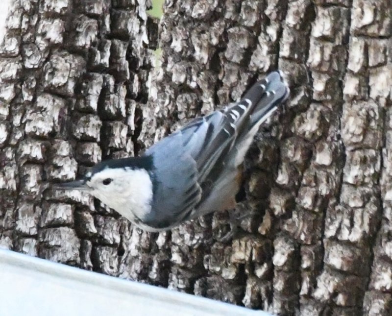 DSC_1502b.jpg