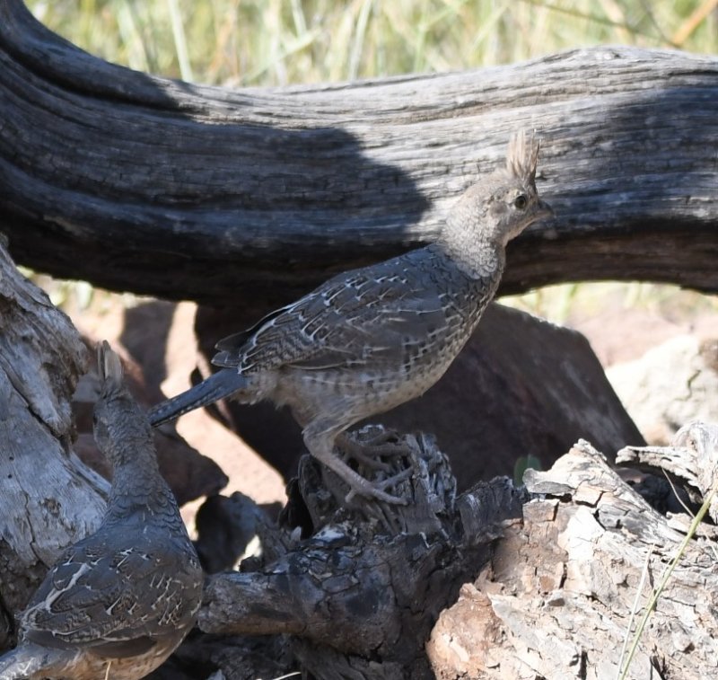 DSC_1713b.jpg