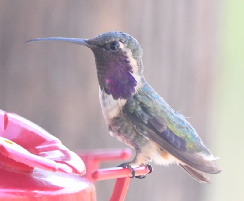 DSC_1832b.jpg