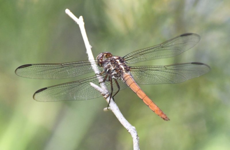 DSC_1853b.jpg