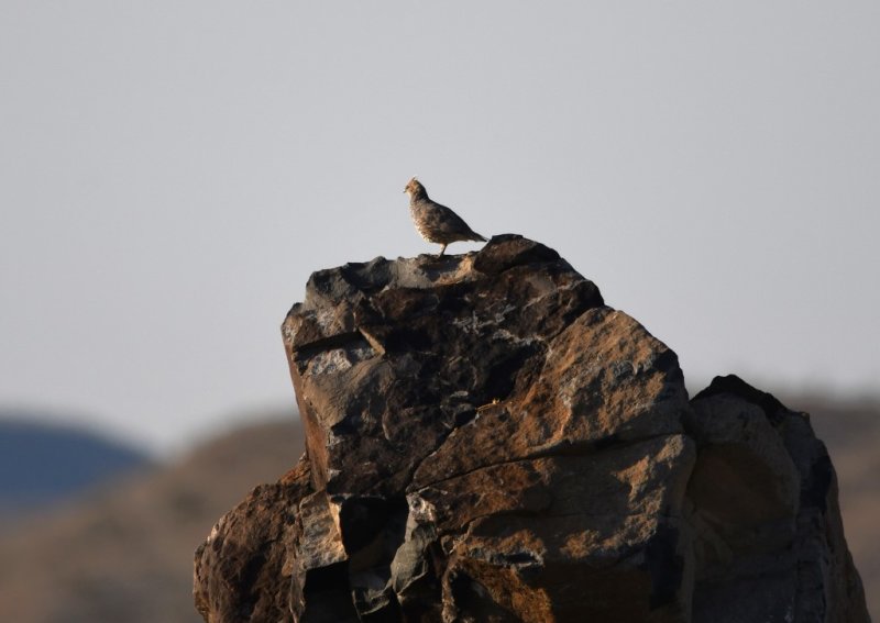 DSC_1909b.jpg