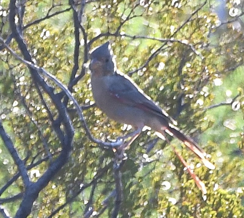 DSC_1930b.jpg