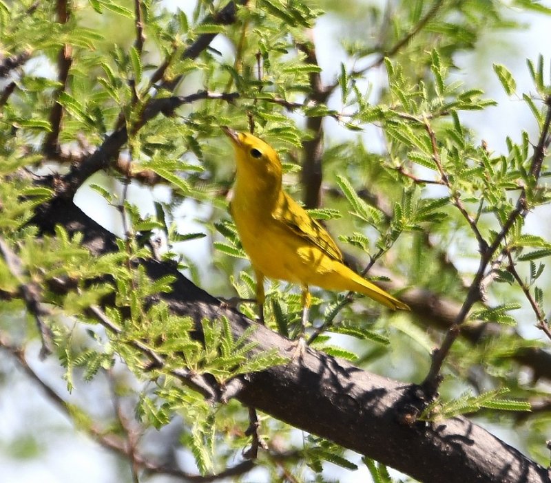 DSC_2009b.jpg