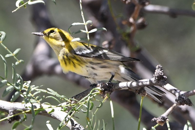 DSC_2042b.jpg