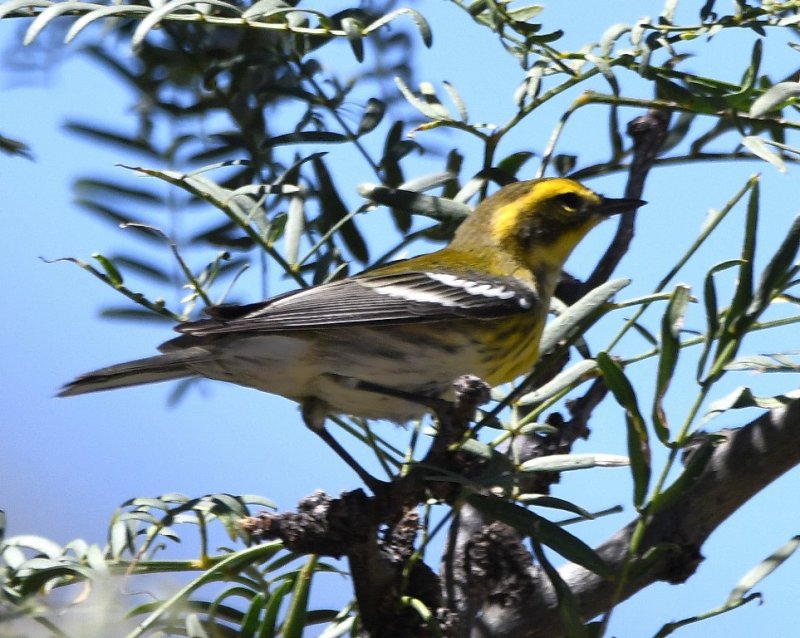DSC_2056b.jpg