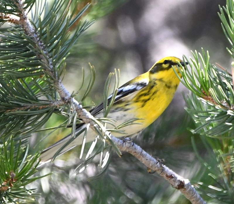 DSC_2082b.jpg
