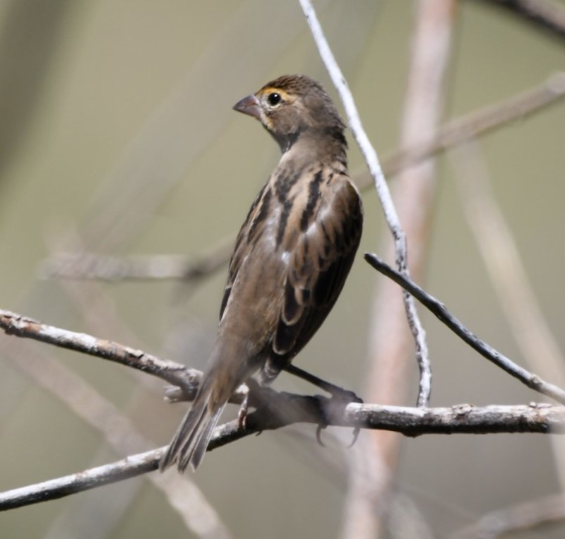DSC_2170b.jpg