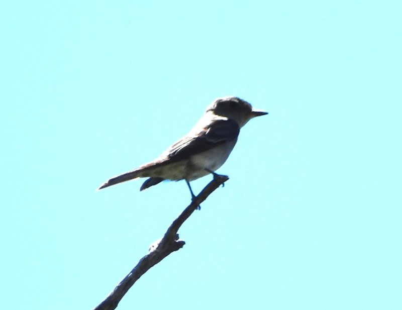 DSC_2173b.jpg