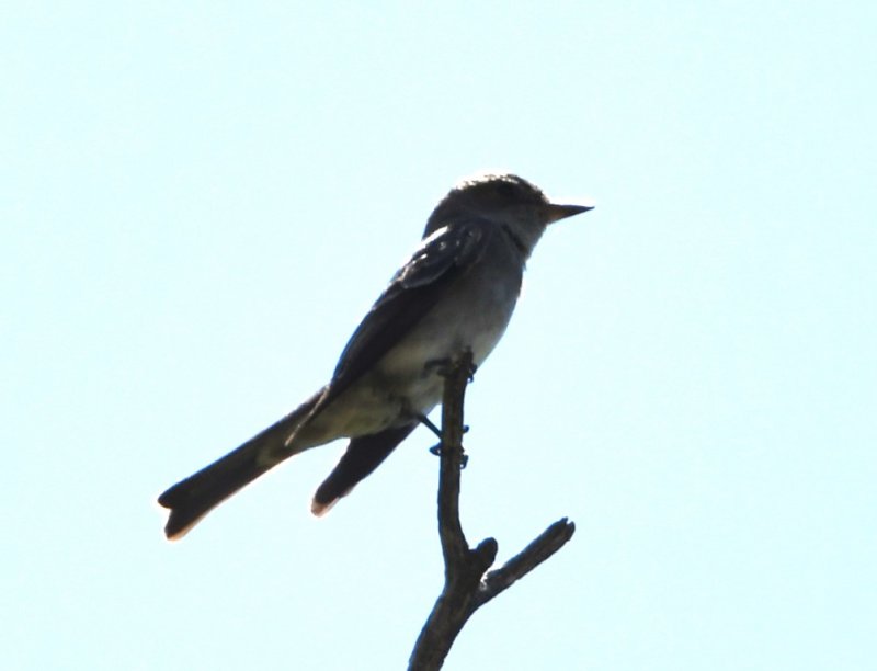 DSC_2184b.jpg