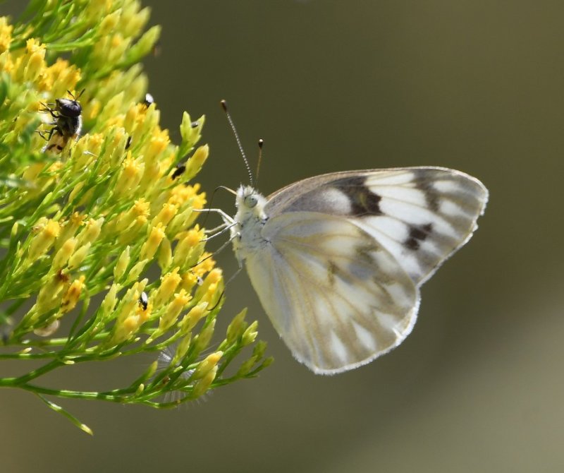 DSC_2234b.jpg