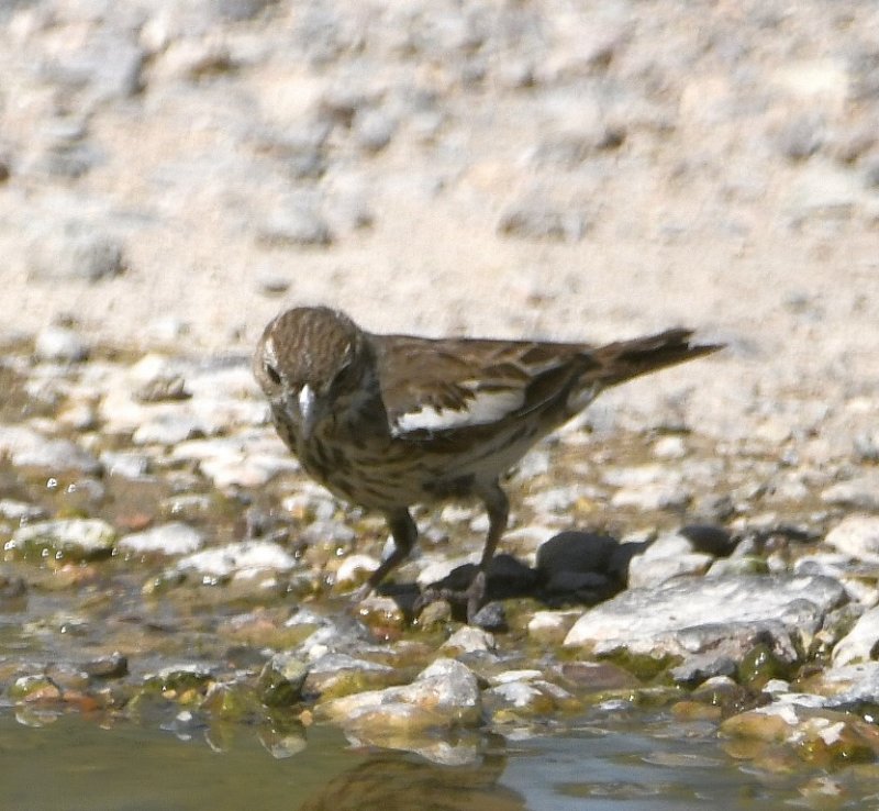 DSC_2280b.jpg