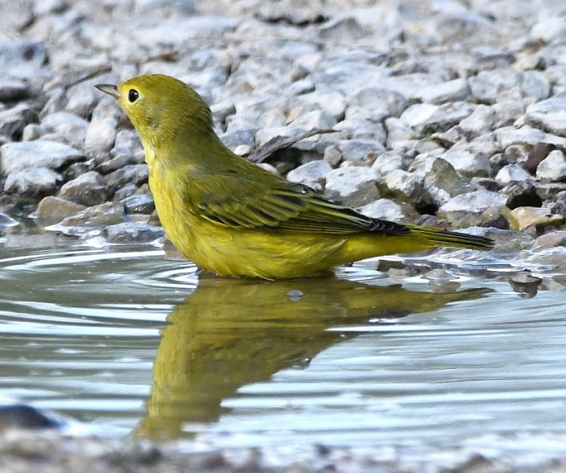 DSC_2310b.jpg