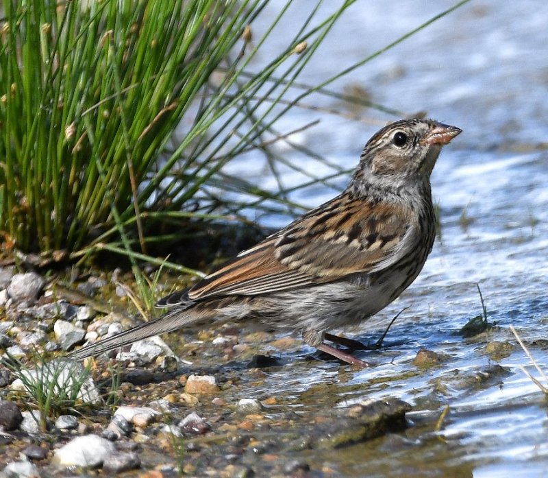DSC_2405b.jpg