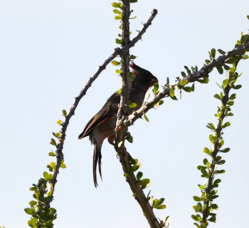 DSC_2571b.jpg