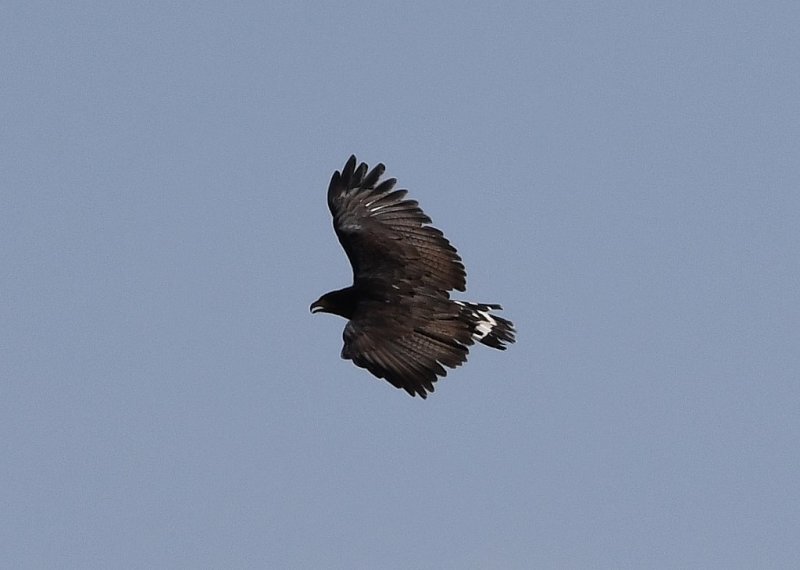 DSC_2670b.jpg