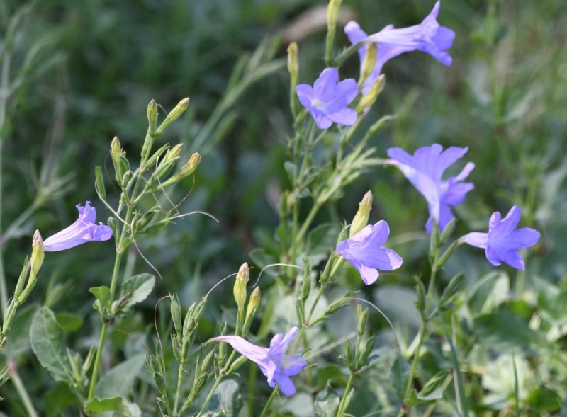 DSC_2807b.jpg
