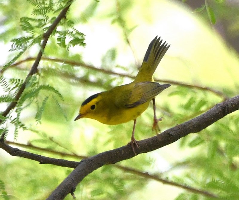 DSC_2813b.jpg