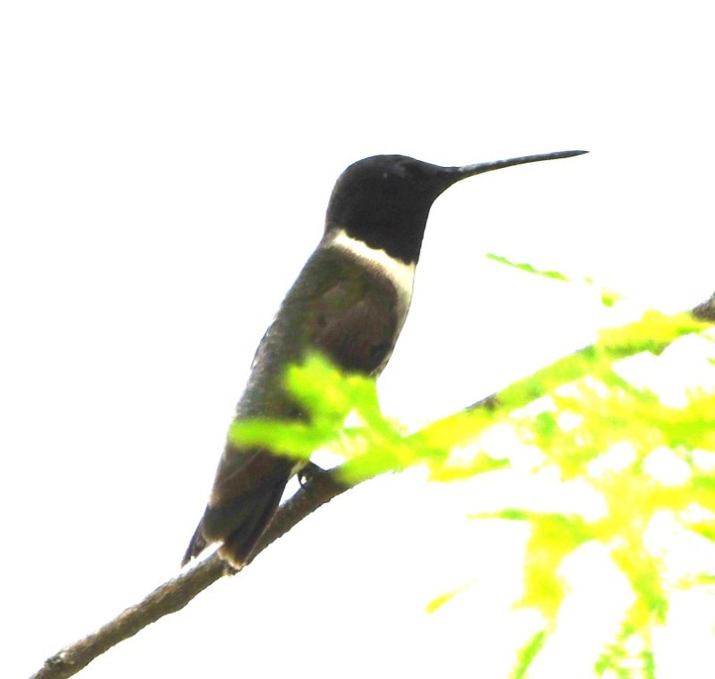 DSC_3029b.jpg