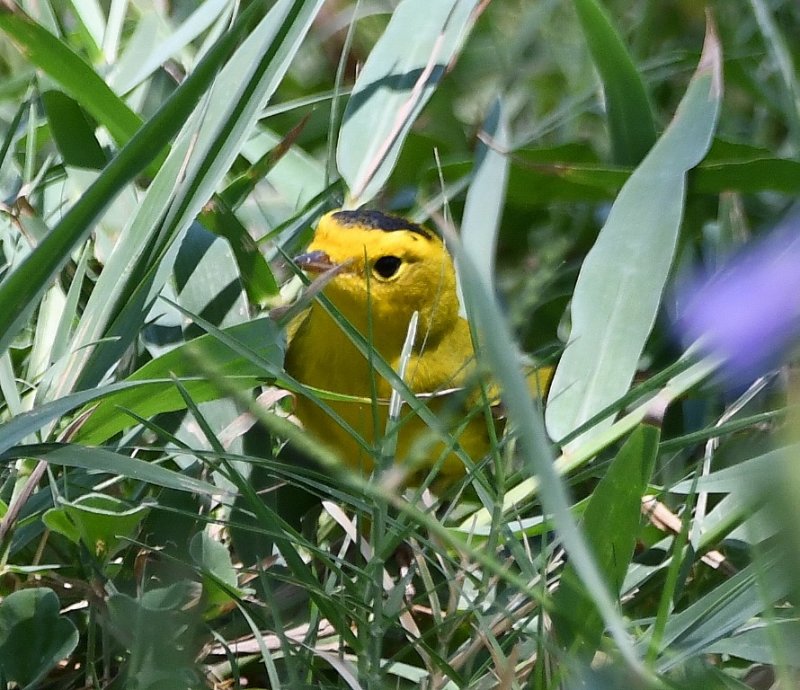 DSC_3032b.jpg