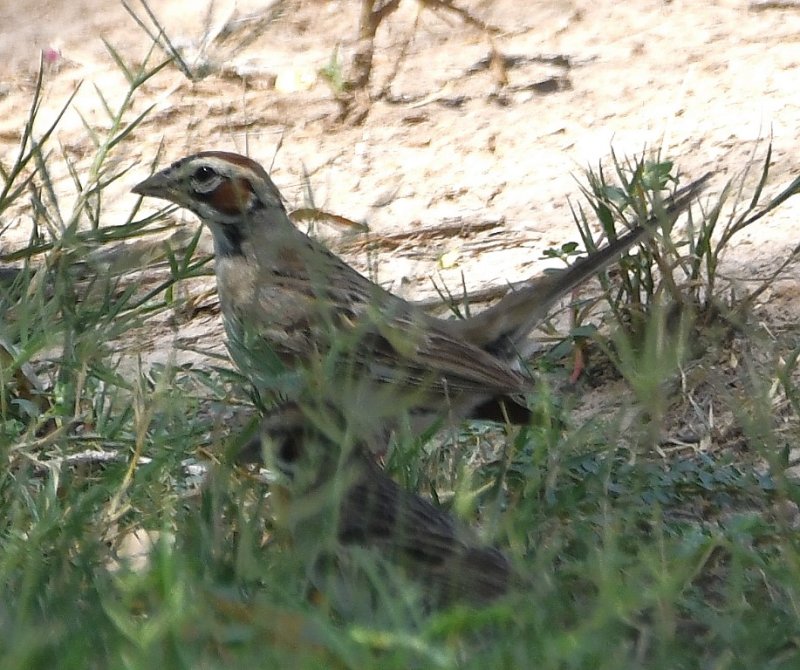 DSC_3080b.jpg