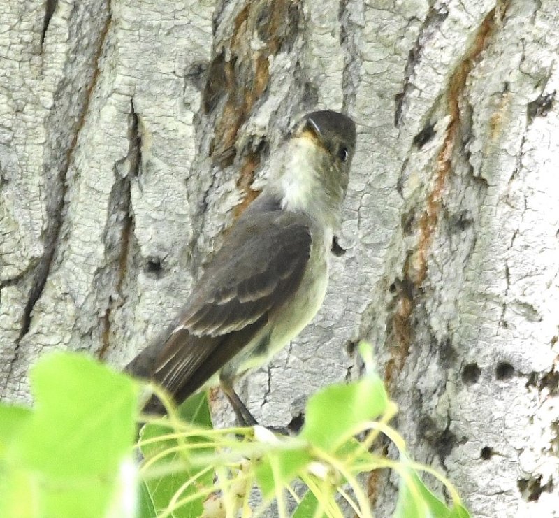 DSC_3094b.jpg