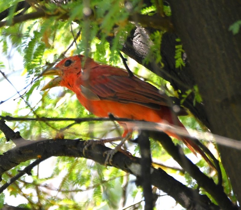 DSC_3100b.jpg