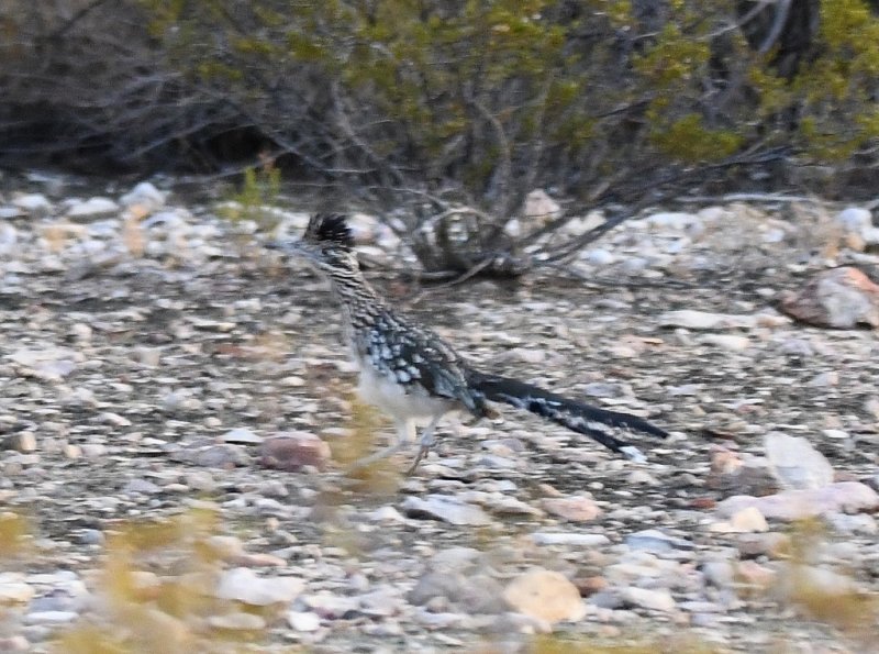 DSC_3115b.jpg
