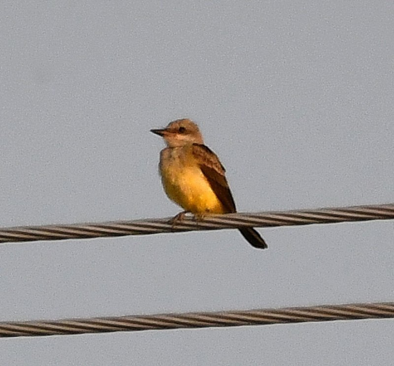DSC_3126b.jpg