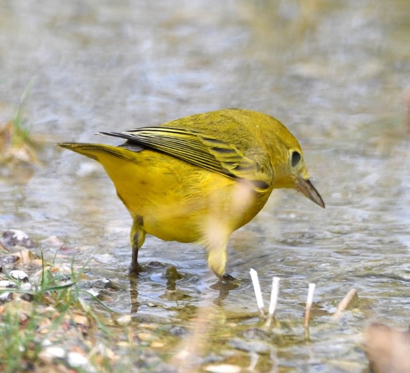 DSC_3307b.jpg