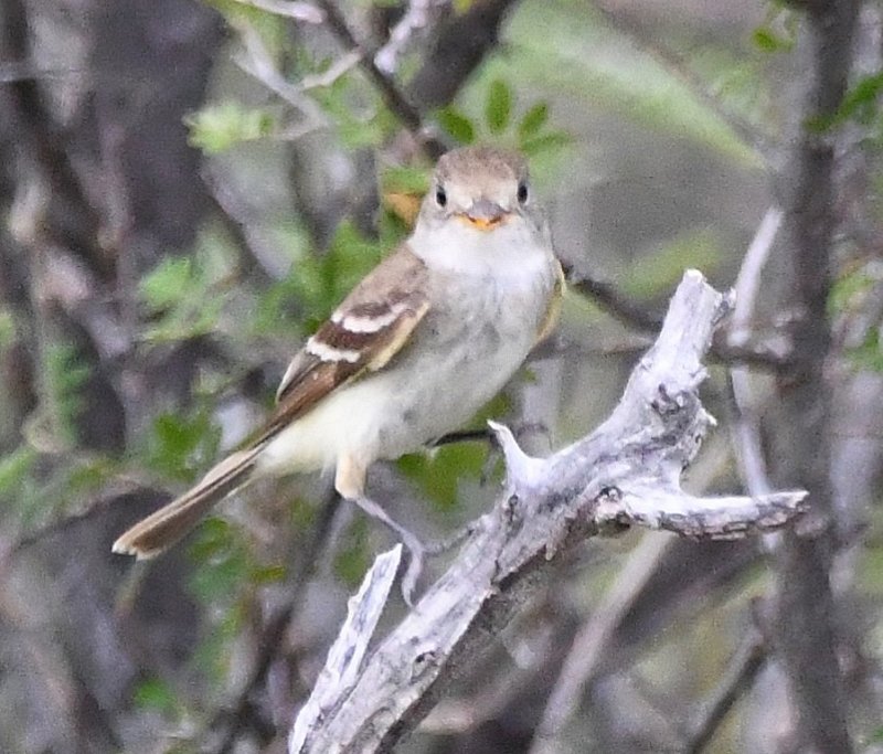 DSC_3482b.jpg