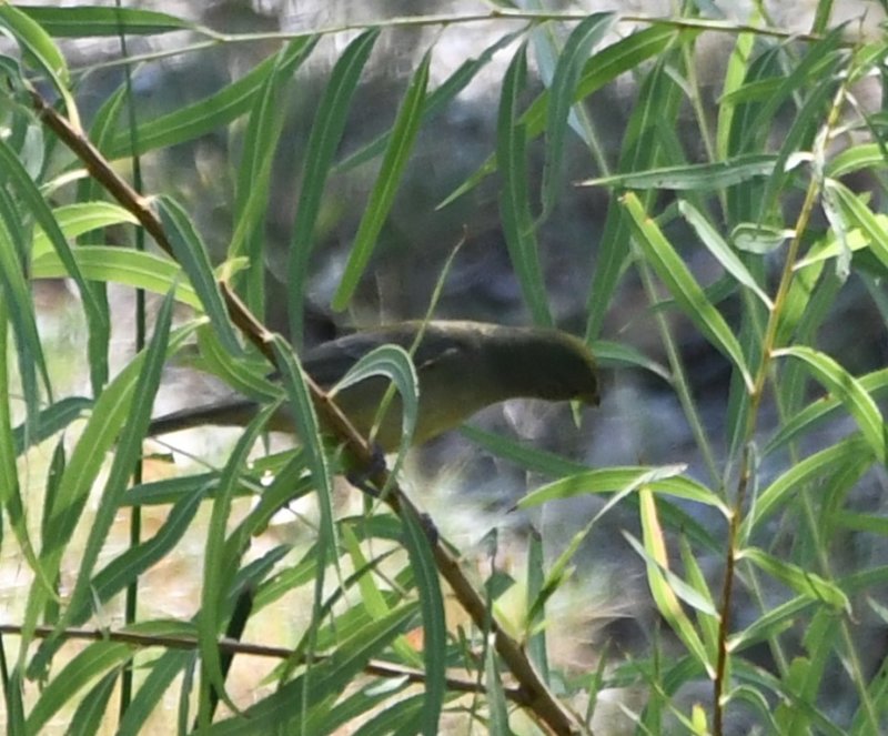 DSC_4090b.jpg