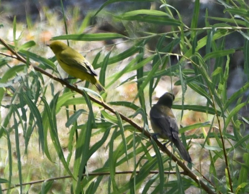 DSC_4096b.jpg