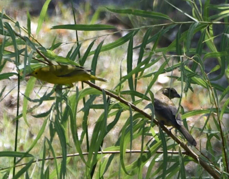 DSC_4098b.jpg