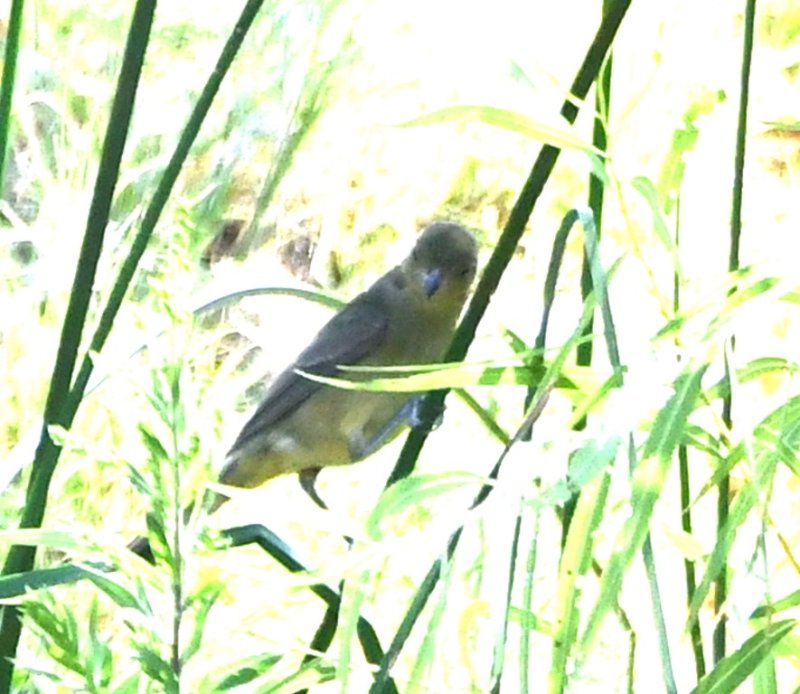 DSC_4105b.jpg