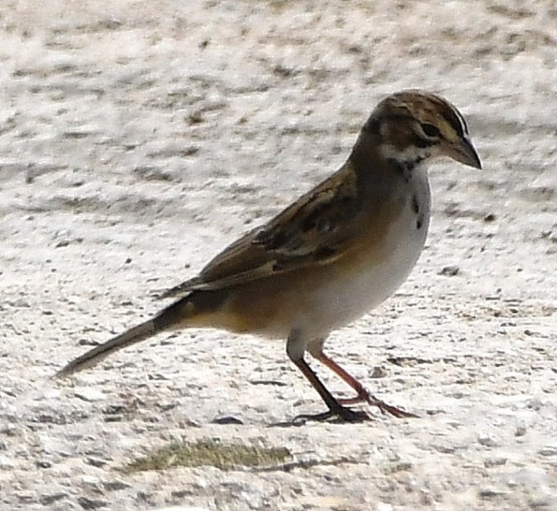 DSC_4115b.jpg