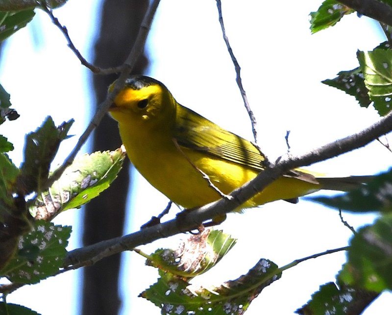 DSC_4133b.jpg