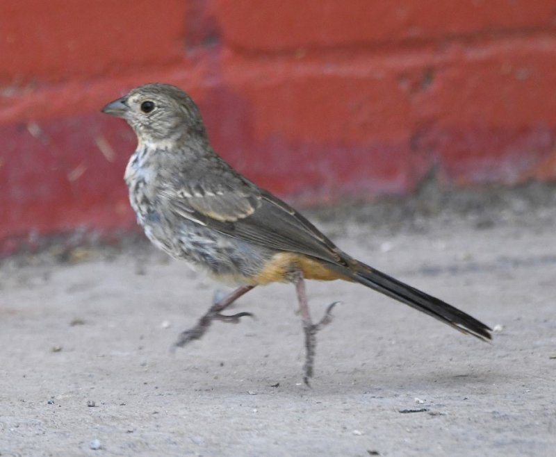 DSC_4207b.jpg