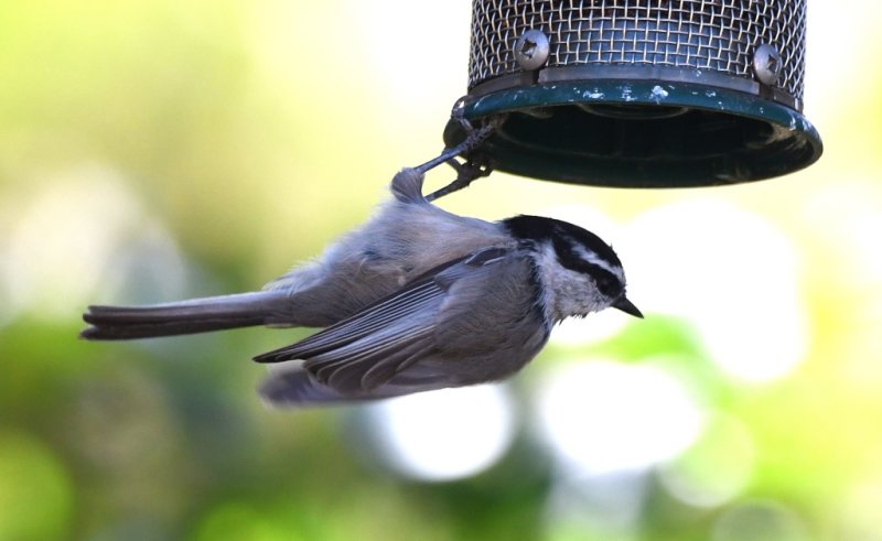 DSC_4405b.jpg