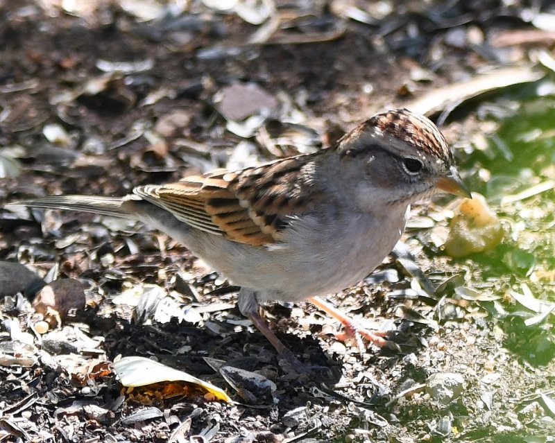 DSC_4614b.jpg