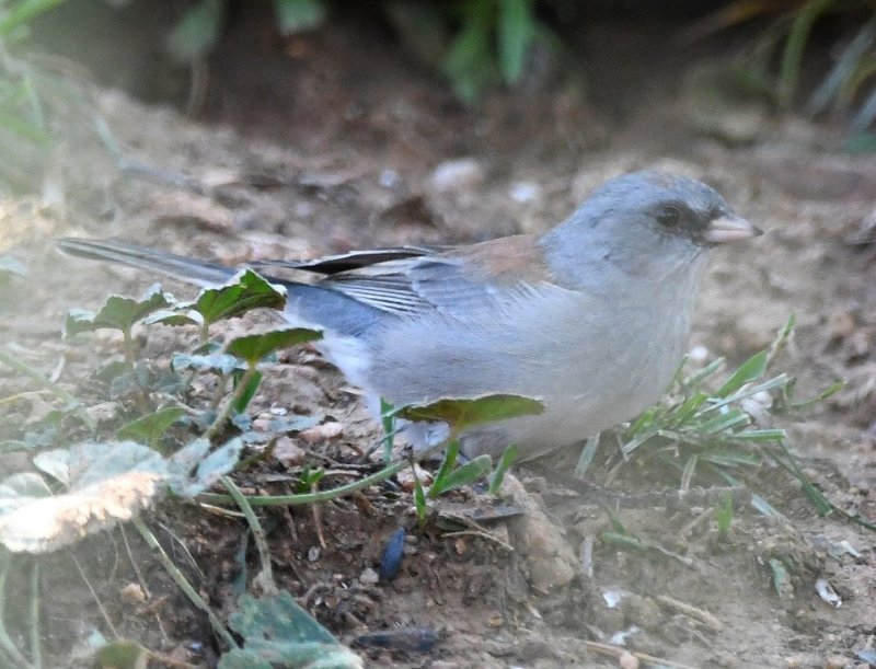 DSC_4645b.jpg