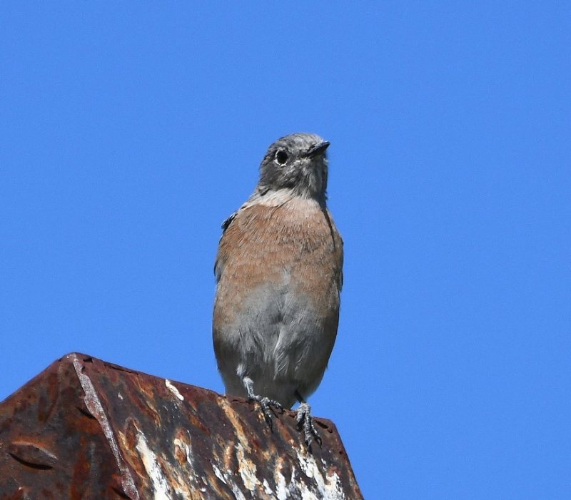 DSC_4718b.jpg