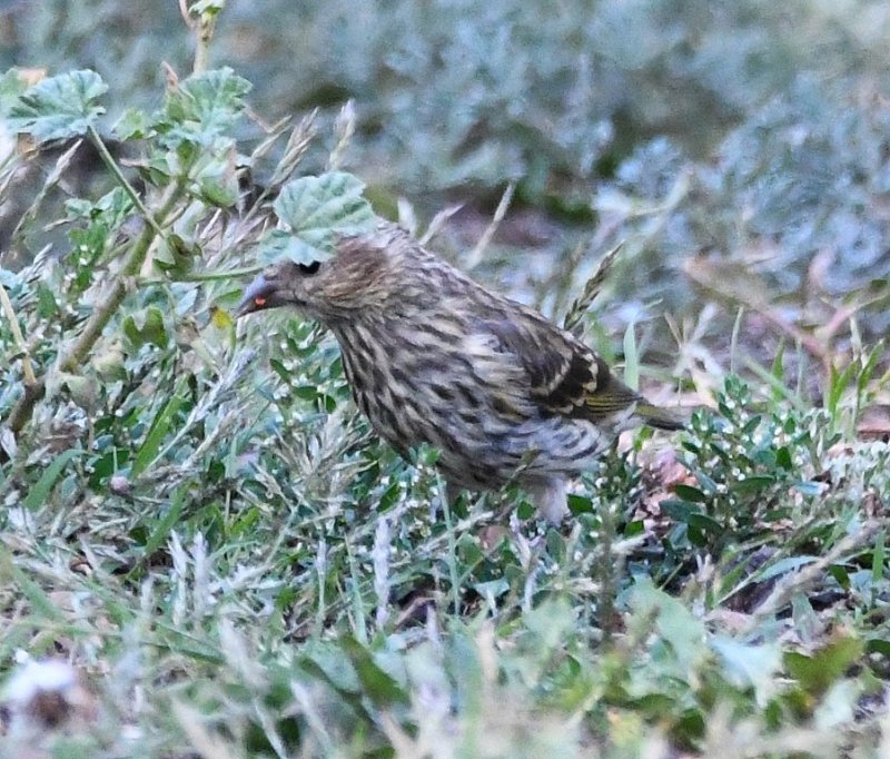 DSC_4723b.jpg
