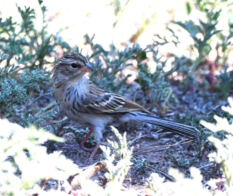DSC_4767b.jpg
