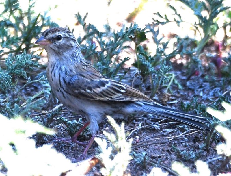 DSC_4769b.jpg