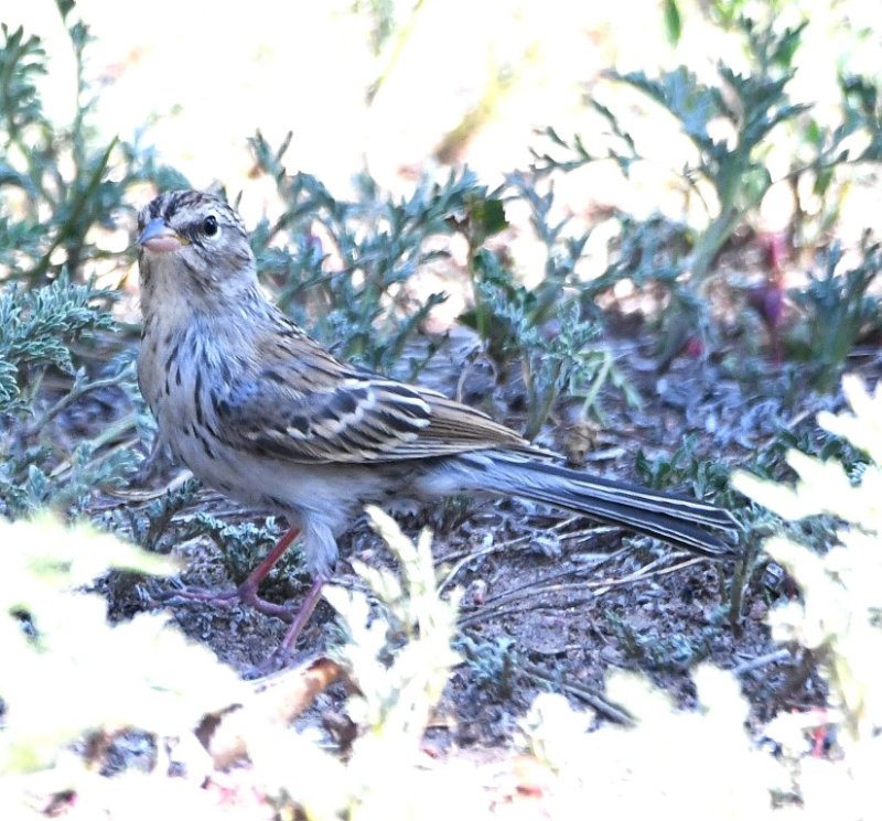 DSC_4771b.jpg