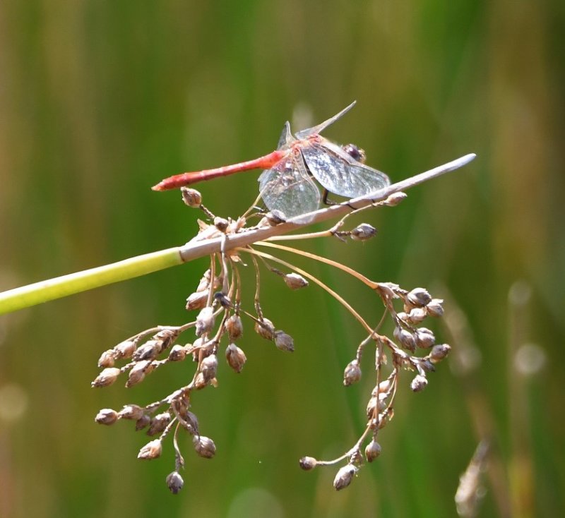 DSC_4930b.jpg