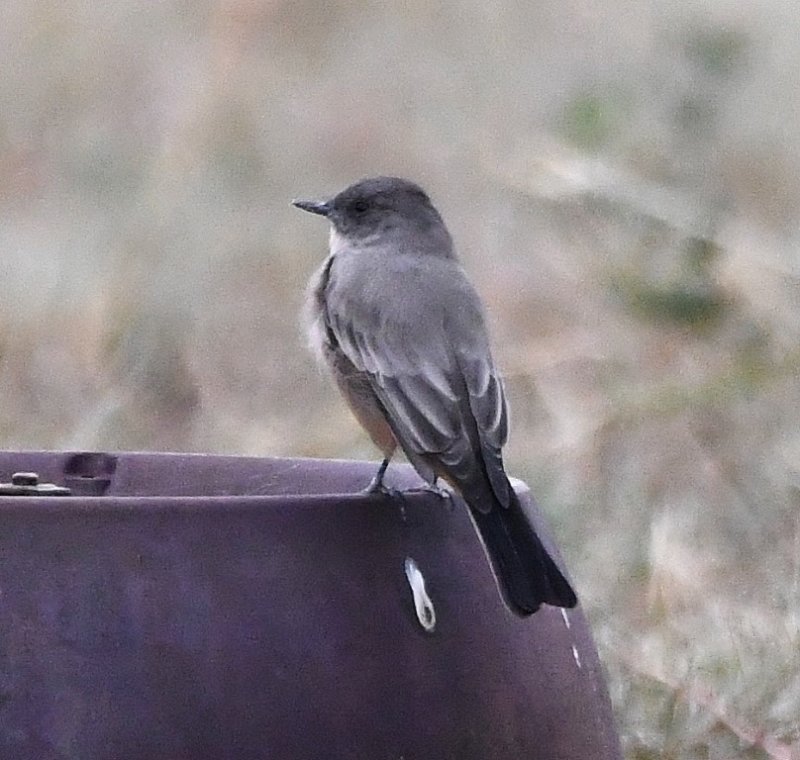 DSC_5368b.jpg