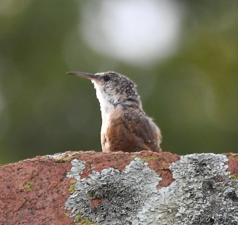 DSC_6055b.jpg